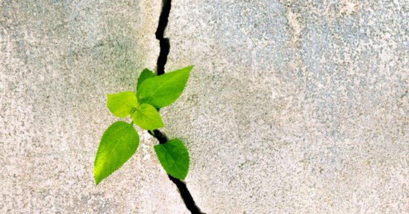 la resilienza